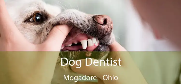 Dog Dentist Mogadore - Ohio