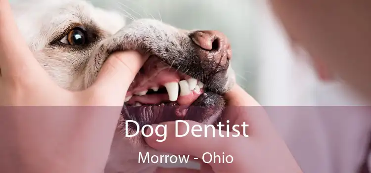 Dog Dentist Morrow - Ohio