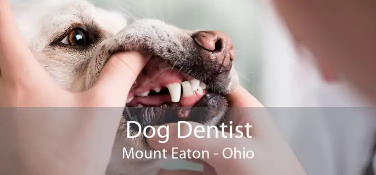 Dog Dentist Mount Eaton - Ohio