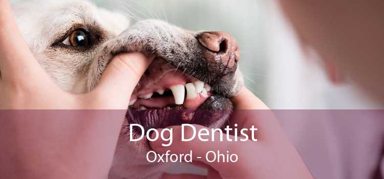 Dog Dentist Oxford - Ohio