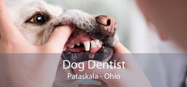 Dog Dentist Pataskala - Ohio