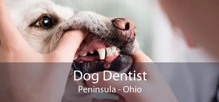 Dog Dentist Peninsula - Ohio