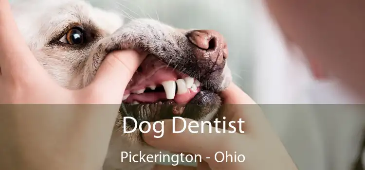 Dog Dentist Pickerington - Ohio