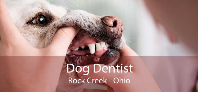 Dog Dentist Rock Creek - Ohio
