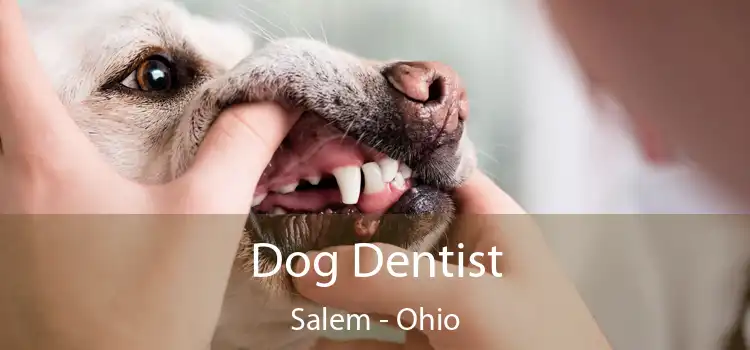 Dog Dentist Salem - Ohio