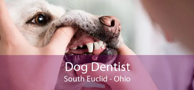 Dog Dentist South Euclid - Ohio