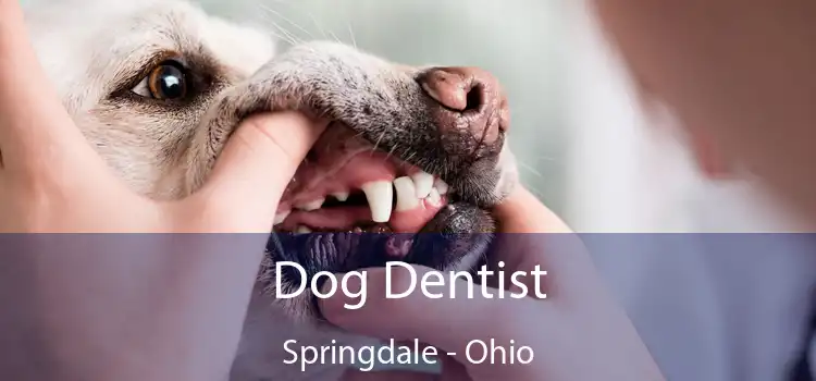Dog Dentist Springdale - Ohio