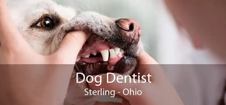 Dog Dentist Sterling - Ohio