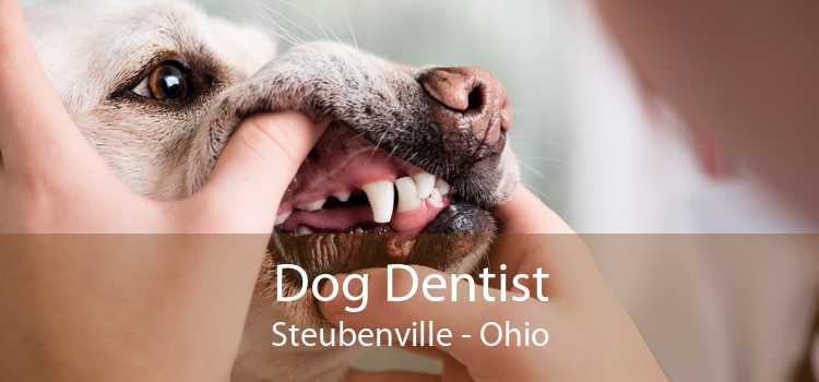 Dog Dentist Steubenville - Ohio