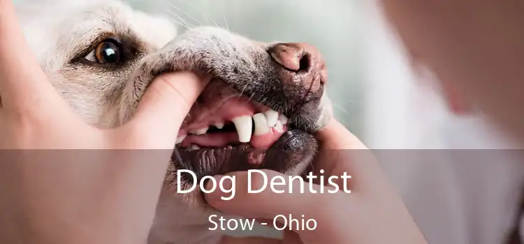 Dog Dentist Stow - Ohio