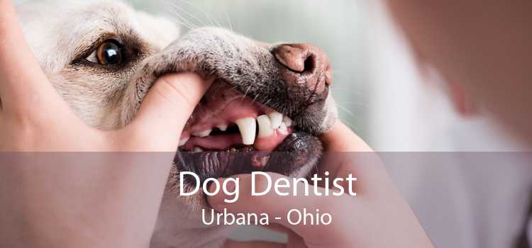 Dog Dentist Urbana - Ohio