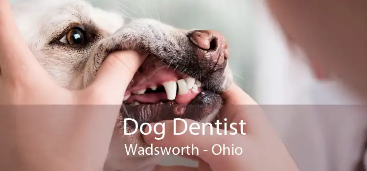 Dog Dentist Wadsworth - Ohio