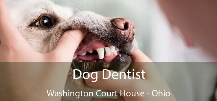 Dog Dentist Washington Court House - Ohio