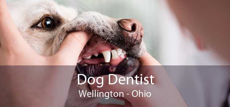 Dog Dentist Wellington - Ohio