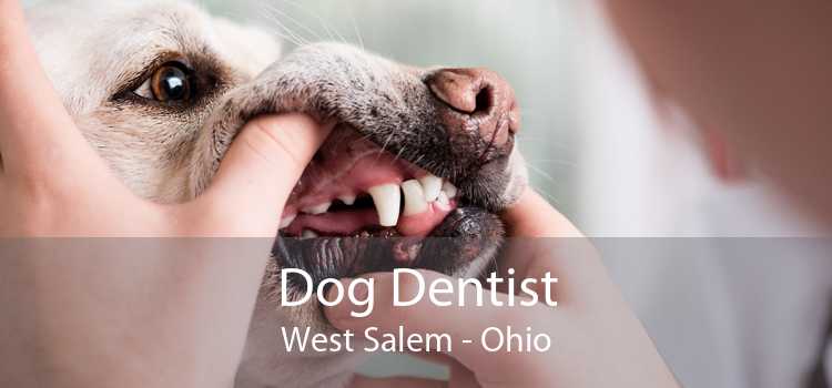 Dog Dentist West Salem - Ohio
