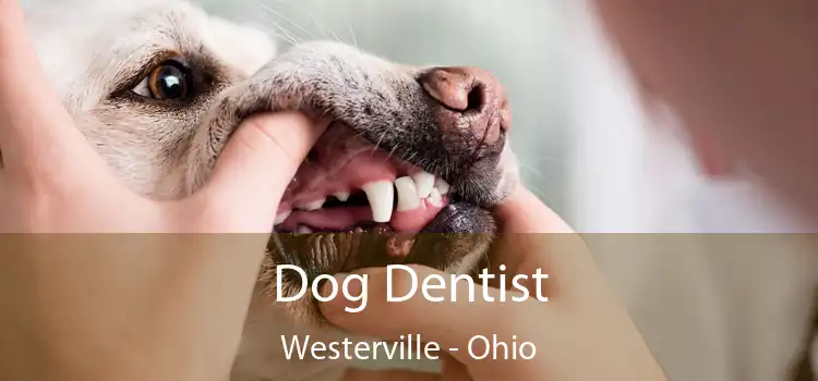 Dog Dentist Westerville - Ohio