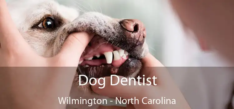 Dog Dentist Wilmington - North Carolina