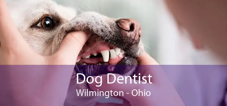 Dog Dentist Wilmington - Ohio