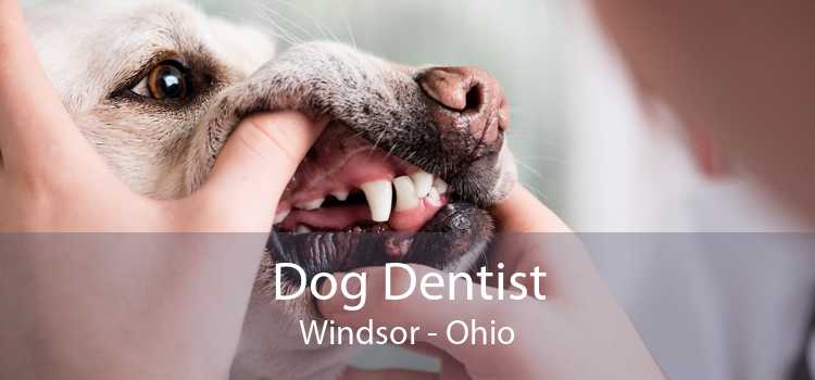 Dog Dentist Windsor - Ohio