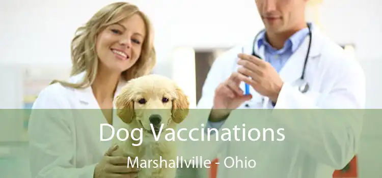 Dog Vaccinations Marshallville - Ohio
