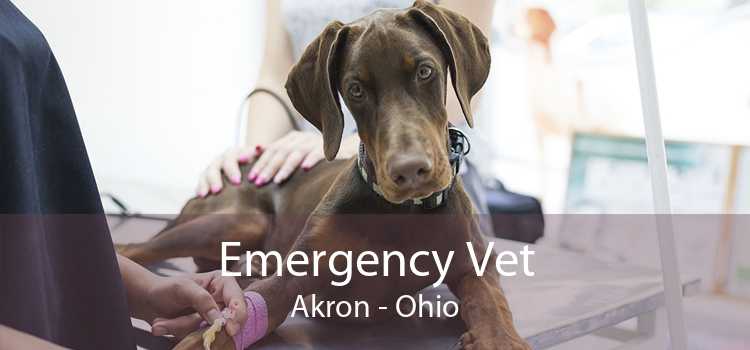 Emergency Vet Akron - Ohio