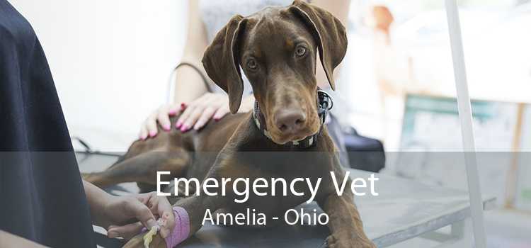 Emergency Vet Amelia - Ohio