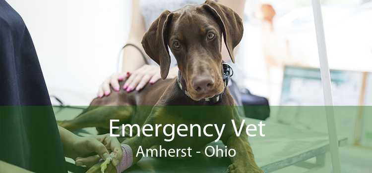 Emergency Vet Amherst - Ohio