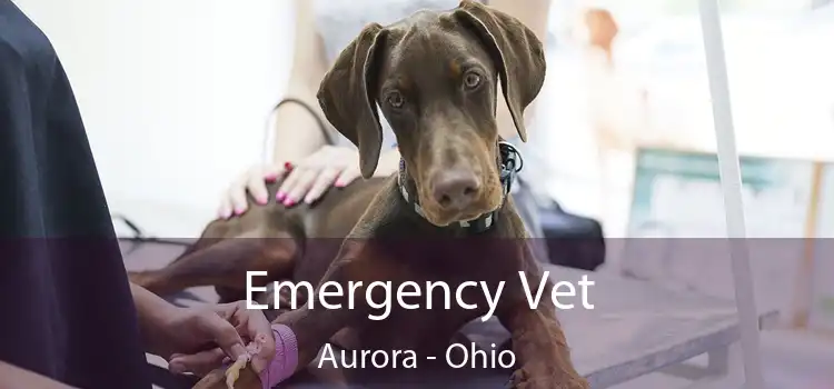 Emergency Vet Aurora - Ohio
