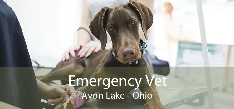 Emergency Vet Avon Lake - Ohio
