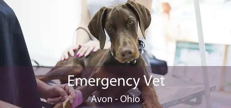 Emergency Vet Avon - Ohio