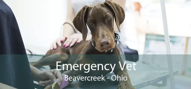 Emergency Vet Beavercreek - Ohio