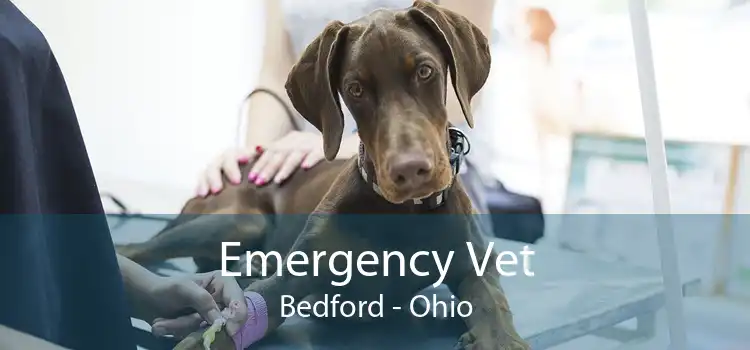 Emergency Vet Bedford - Ohio