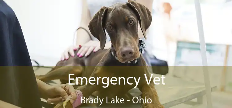 Emergency Vet Brady Lake - Ohio