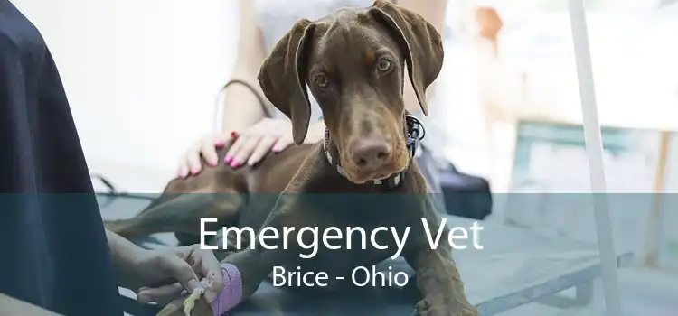 Emergency Vet Brice - Ohio