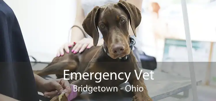 Emergency Vet Bridgetown - Ohio