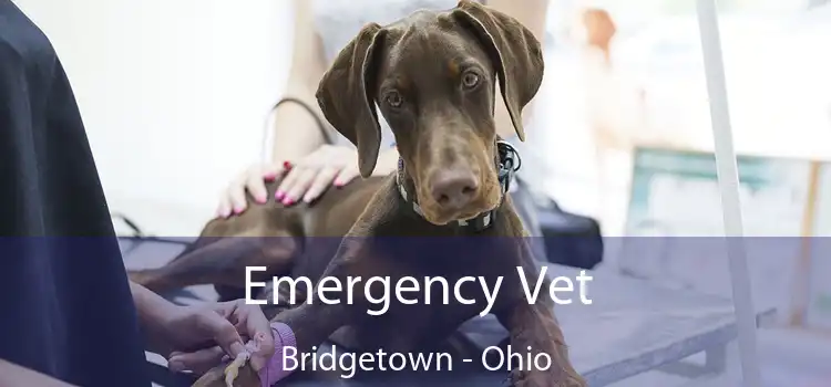 Emergency Vet Bridgetown - Ohio