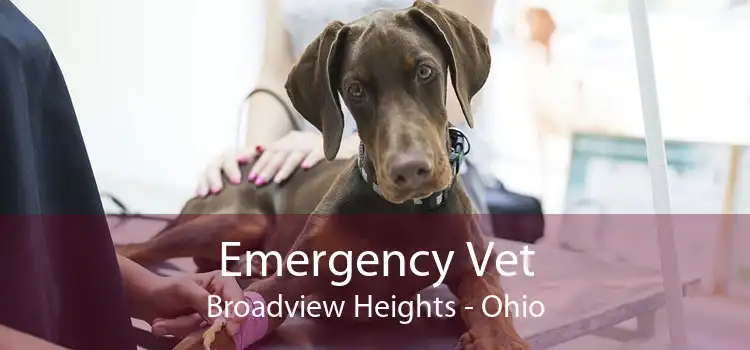 Emergency Vet Broadview Heights - Ohio