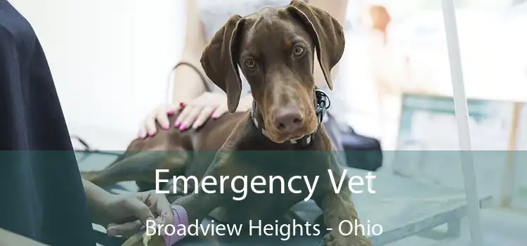 Emergency Vet Broadview Heights - Ohio