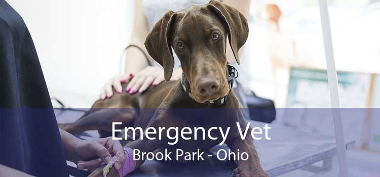 Emergency Vet Brook Park - Ohio