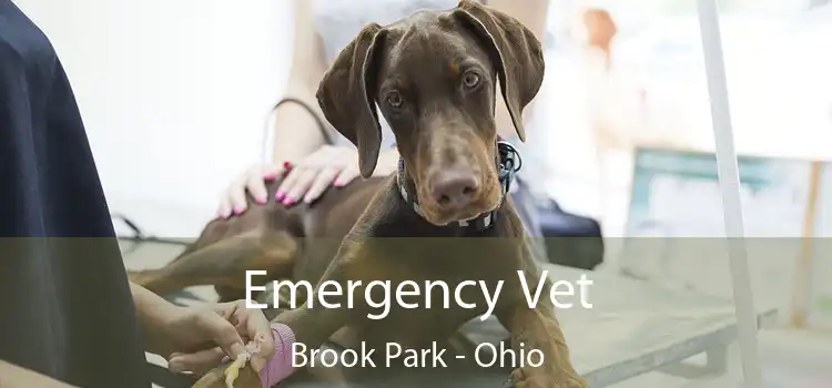 Emergency Vet Brook Park - Ohio