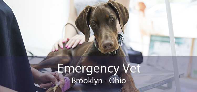 Emergency Vet Brooklyn - Ohio