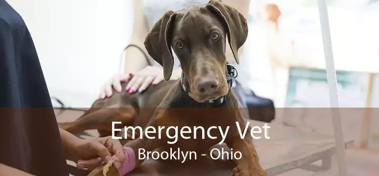 Emergency Vet Brooklyn - Ohio