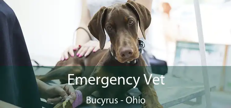 Emergency Vet Bucyrus - Ohio