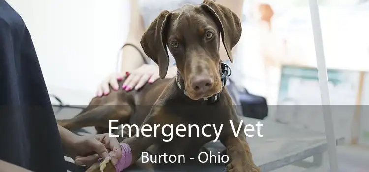 Emergency Vet Burton - Ohio