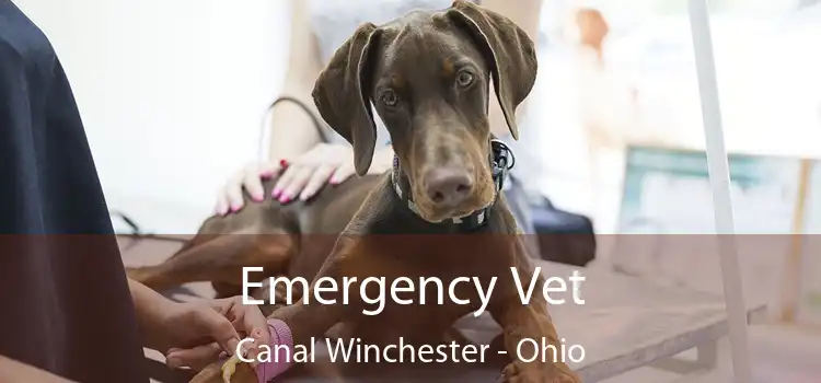 Emergency Vet Canal Winchester - Ohio
