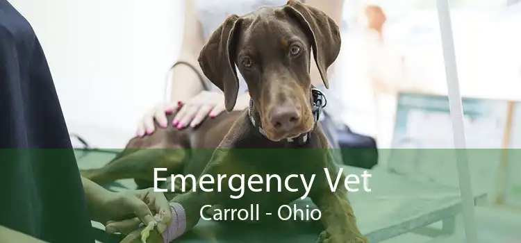 Emergency Vet Carroll - Ohio