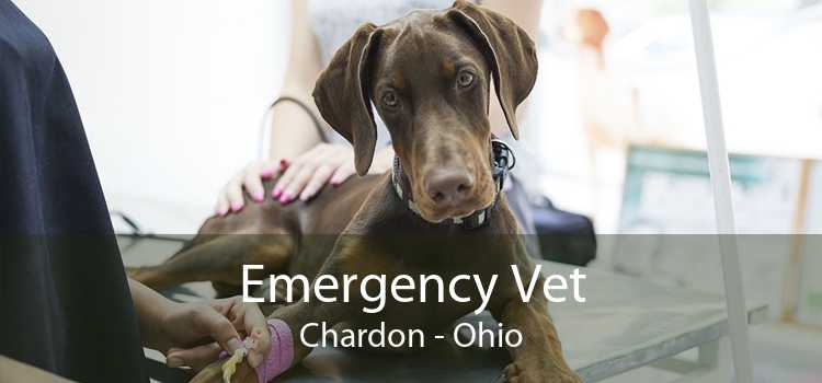 Emergency Vet Chardon - Ohio