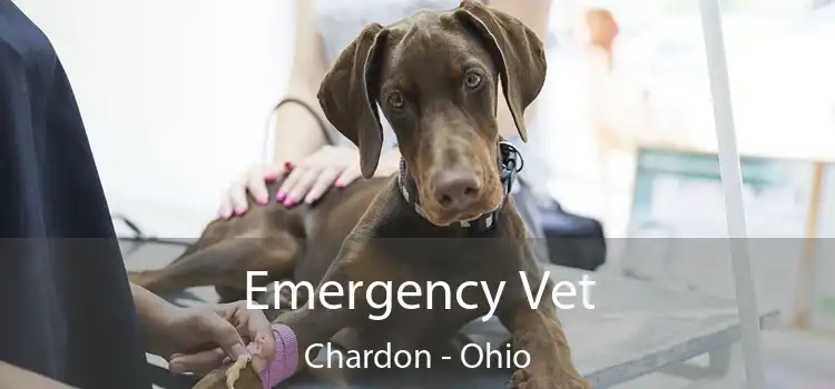 Emergency Vet Chardon - Ohio