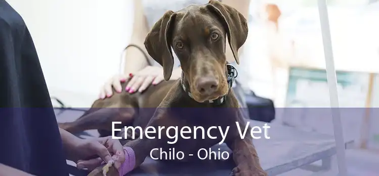 Emergency Vet Chilo - Ohio