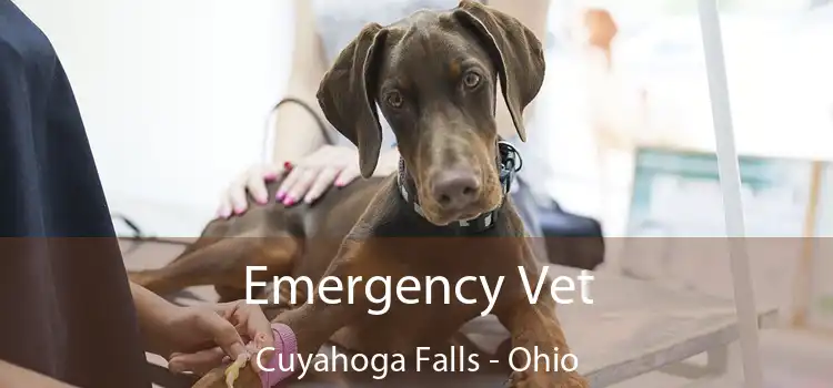 Emergency Vet Cuyahoga Falls - Ohio